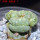 LOPHOPHORA alberto-vojtechii f. cristata, 8 cm pot, grafted
