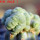 LOPHOPHORA alberto-vojtechii f. cristata, 8 cm pot, grafted