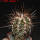 COPIAPOA bridgesii PTT02 (APT), Cerro Chanaral, 5 cm pot, SEEDLING