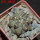 COPIAPOA  x C. scopulina GCG 15037, 5 cm pot, SEEDLING