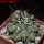 COPIAPOA  x C. scopulina GCG 15037, 5 cm pot, SEEDLING
