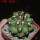 COPIAPOA  x C. scopulina GCG 15037, 5 cm pot, SEEDLING