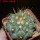 COPIAPOA  x C. scopulina GCG 15037, 5 cm pot, SEEDLING