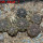 COPIAPOA hypogea cv. Lizard skin, 8 cm pot, 6 pcs. SEEDLINGS