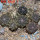 COPIAPOA hypogea cv. Lizard skin, 8 cm pot, 6 pcs. SEEDLINGS