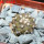 COPIAPOA columna - alba GCG 15329b, f. white spines ex Gerardo Snicer, 5 cm pot, seedling