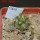 COPIAPOA echinoides f. aureo - armata GCG 16868, 5 cm pot, SEEDLING