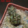 COPIAPOA echinoides f. aureo - armata GCG 16868, 5 cm pot, 2 pcs. SEEDLINGS