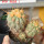 COPIAPOA gigantea PTT 30, 8 cm pot, 3 pcs. SEEDLINGS