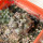 COPIAPOA cinerea f. australis GCG 16796, 5 cm pot, 2 pcs. SEEDLINGS