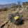 COPIAPOA cinerea var. horrida GCG 16793, copyright Gerardo, illustrative photo