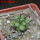 COPIAPOA cinerea var. horrida GCG 16793, 5 cm pot, SEEDLING