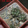 COPIAPOA cinerea var. horrida GCG 16793, 5 cm pot, 3 pcs. SEEDLINGS