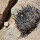COPIAPOA griseoviolacea GCG 15033, copyright Gerardo, illustrative photo