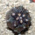 COPIAPOA griseoviolacea GCG 15033, Ruta 532, mountain form, 5 cm pot, SEEDLING