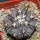 COPIAPOA columna - alba GCG 15015, L35 entronque 2., 5 cm pot, SEEDLING