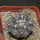 COPIAPOA columna - alba GCG 15015, L35 entronque 2., 5 cm pot, SEEDLING