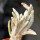 ASTROPHYTUM caput-medusae x ASTROPHYTUM myriostigma cv. Onzuko, F1, illustrative photo