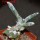 ASTROPHYTUM caput-medusae x ASTROPHYTUM myriostigma cv. Onzuko, F1, 6 cm pot, grafted 