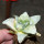 ARIOCARPUS retusus x fissuratus f. varigata F2 ex Pavlík, 7 cm pot, SEEDLING
