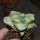 ARIOCARPUS retusus x fissuratus f. varigata F2 ex Pavlík, 7 cm pot, SEEDLING
