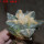 ARIOCARPUS retusus x fissuratus  F2 ex Pavlík, 7 cm pot, SEEDLING
