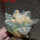 ARIOCARPUS retusus x fissuratus  F2 ex Pavlík, 7 cm pot, SEEDLING