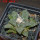 ARIOCARPUS fissuratus, 7 cm pot, SEEDLING 