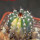 UEBELMANNIA pectinifera var. pectinifera f. variegata, 6 cm pot, SEEDLING