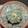 AZTEKIUM ritteri, 2,3 cm, 5 cm pot, SEEDLING