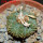AZTEKIUM ritteri, 2,3 cm, 5 cm pot, SEEDLING