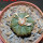AZTEKIUM ritteri, 2,3 cm, 5 cm pot, SEEDLING