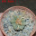 AZTEKIUM ritteri, 2 cm, 5 cm pot, SEEDLING