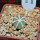 AZTEKIUM hintonii var. minor GCG 13116, 5 cm pot, SEEDLING