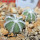 AZTEKIUM hintonii var. minor GCG 13116, 5 cm pot, 2 pcs. SEEDLINGS