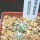 AZTEKIUM hintonii var. minor GCG 13116, 5 cm pot, 2 pcs. SEEDLINGS