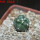 CORYPHANTHA elephantides cv. Tanshi Zougemaru f. inermis, 5 cm pot, rooted offset