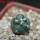 CORYPHANTHA elephantides cv. Tanshi Zougemaru f. inermis, 5 cm pot, rooted offset