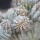 EUPHORBIA abdelkurii f. crest, illustrative photo