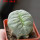 LOPHOPHORA alberto-vojtechii f. cristata, 6 cm pot, grafted