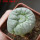 LOPHOPHORA alberto-vojtechii f. cristata, 6 cm pot, grafted