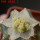 AZTEKIUM valdezii f. aurea GCG 10893, 6 cm pot, grafted