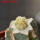 AZTEKIUM valdezii f. aurea GCG 10893, 6 cm pot, grafted