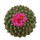STROMBOCACTUS disciformis ssp. esperanzae VM 291, type form, Xichu, illustrative photo
