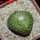 BLOSSFELDIA formosa, 5 cm pot, SEEDLING