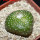 BLOSSFELDIA formosa, 5 cm pot, SEEDLING
