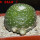 BLOSSFELDIA formosa, 5 cm pot, SEEDLING