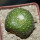 BLOSSFELDIA formosa, 5 cm pot, SEEDLING