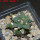 ARIOCARPUS furfuraceus cv. Zonge Batan, 7 cm pot, grafted offset