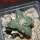 ARIOCARPUS furfuraceus cv. Zonge Batan, 7 cm pot, grafted offset